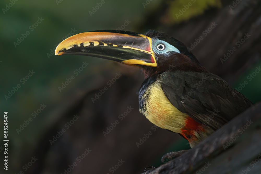 Chestnut-eared aracari Chestnut-eared aracari