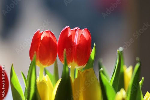 Bukiet czerwonych tulipany w szklanym wazonie.