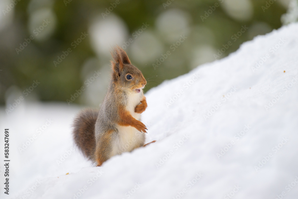Cute Norwegian Red squirrel (Sciurus vulgaris) in snow Cute Norwegian Red squirrel (Sciurus vulgaris) in snow