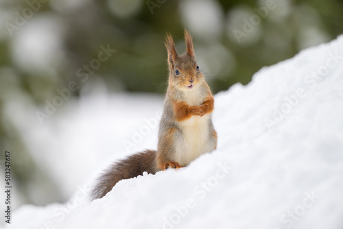 Cute Norwegian Red squirrel (Sciurus vulgaris) in snow © STUEDAL