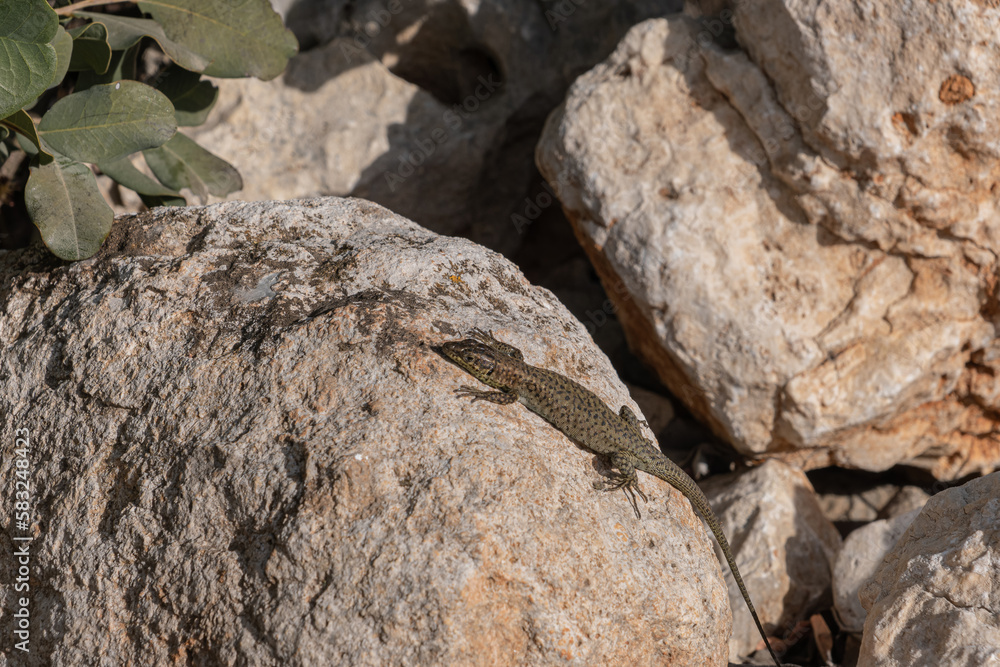 Lizard crawling on rocks. Sunbathing reptile. The wild nature. Lizard crawling on rocks. Sunbathing reptile. The wild nature.