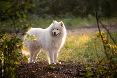 White fluffy Samoyed in nature in green forest. Traveling with pets. dog smiles, pulled out tongue © farmuty