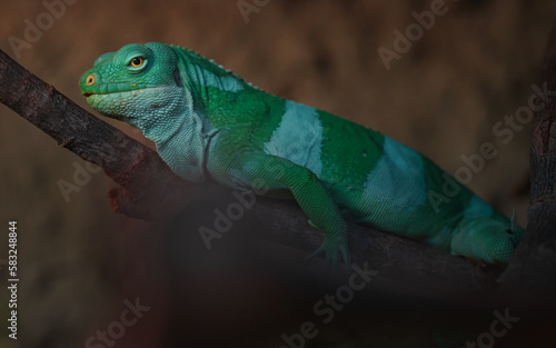 Fiji banded iguana