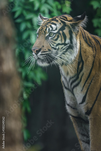 Sumatran tiger