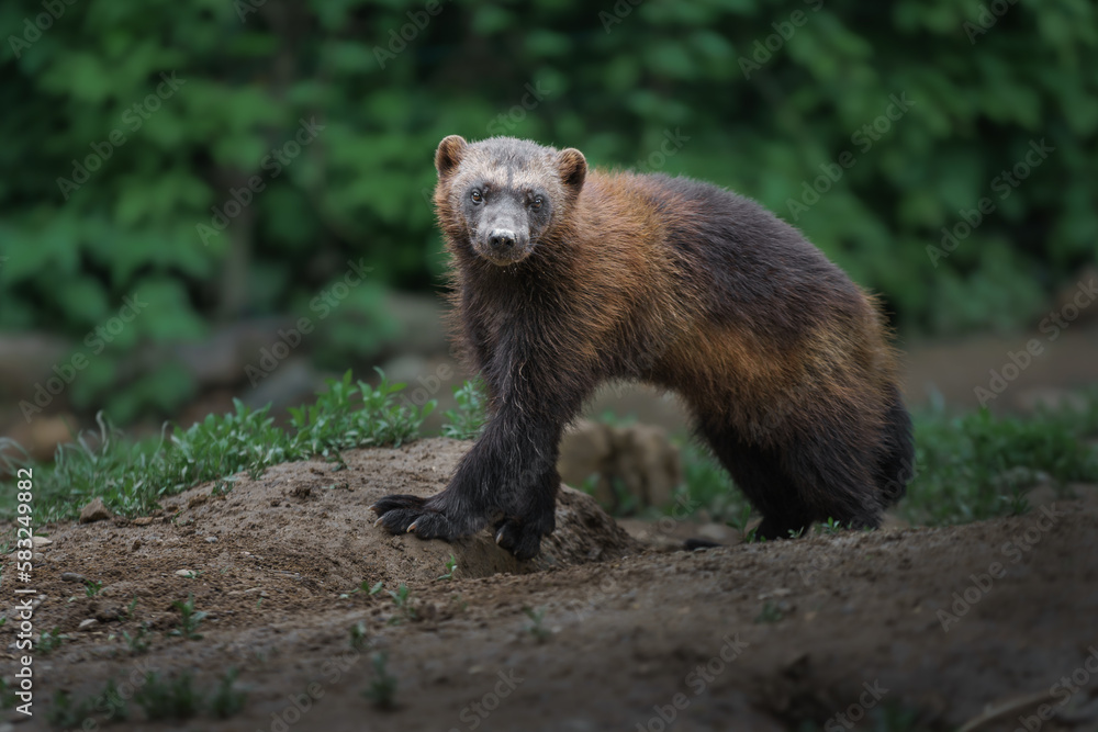 Wolverine Wolverine