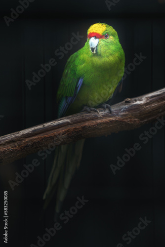 Yellow-crowned parakeet