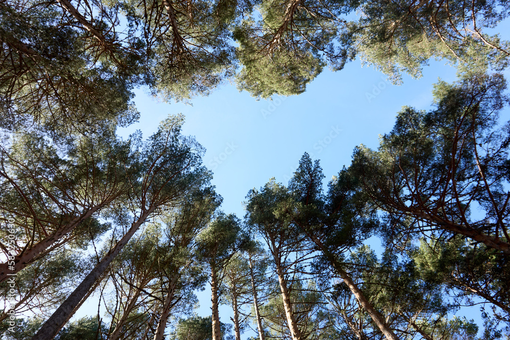 Fototapeta premium Bosque y naturaleza