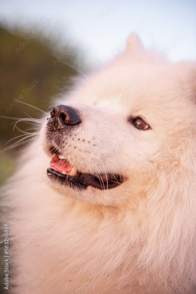 Very large close up portrait of white fluffy Samoyed. The dog smiles with its tongue out. traveling