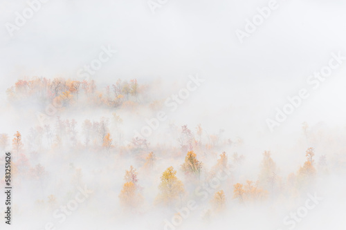 Mist at forest with autumn colors © Mikael