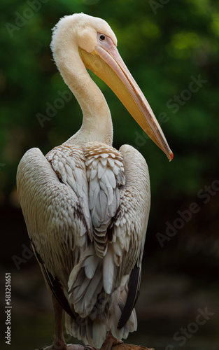 Great white pelican