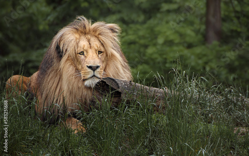 Fototapeta Naklejka Na Ścianę i Meble -  Katanga Lion