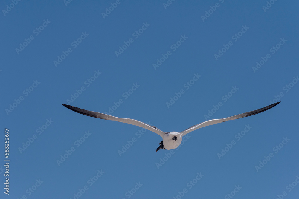 Seagull Over Perdido Key Beach Seagull Over Perdido Key Beach