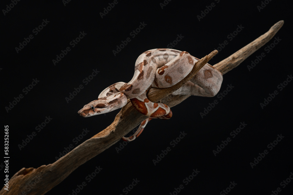 Baby boa constrictor on branch of old tree. Little Boa imperator on black background. Snake studio shot. High quality horizontal photo of exotic pet