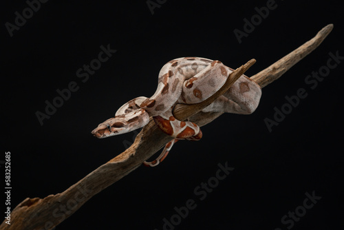 Baby boa constrictor on branch of old tree. Little Boa imperator on black background. Snake studio shot. High quality horizontal photo of exotic pet