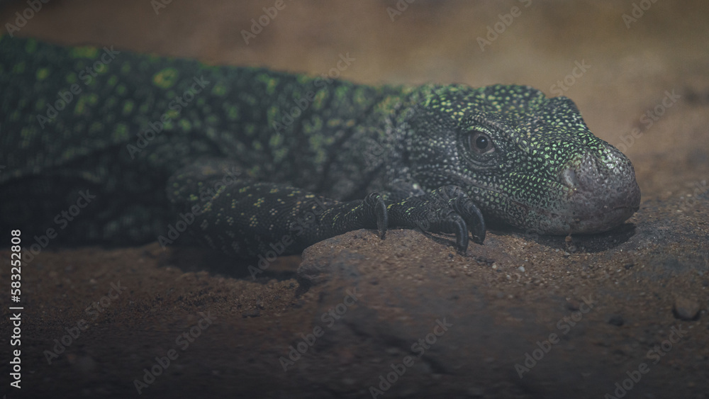 Fototapeta premium Crocodile monitor