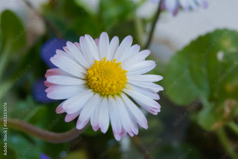 Obraz premium daisy flower