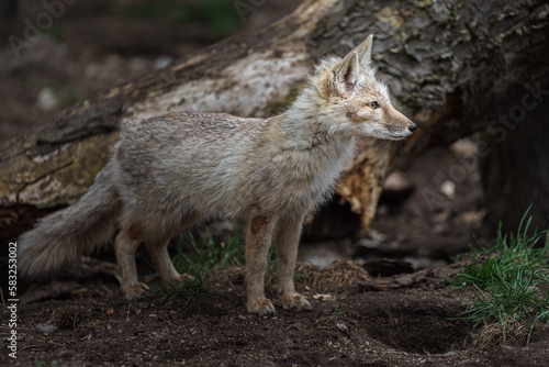 Corsac fox