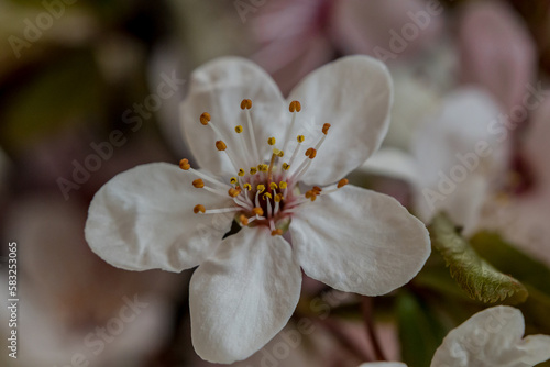 close up of a white flower