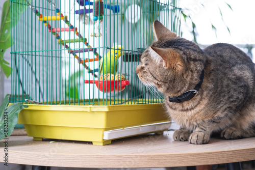 Canvas Print A domestic cat is sitting near a cage with a parrot, watching a bird, hunting