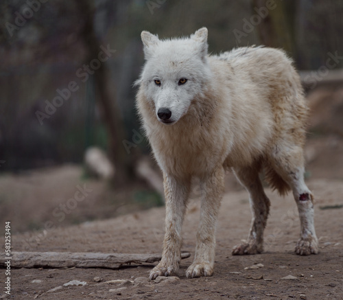 Arctic wolf