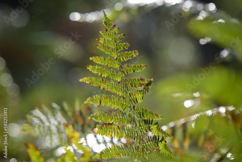 Photography of a fern in the forest