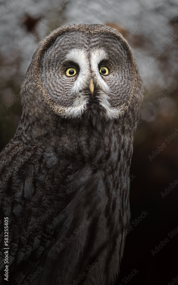 Great grey owl Great grey owl