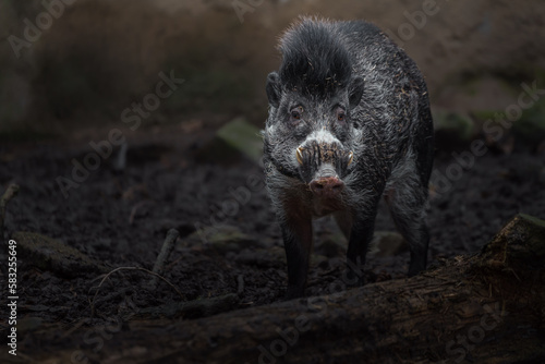 Visayan warty pig