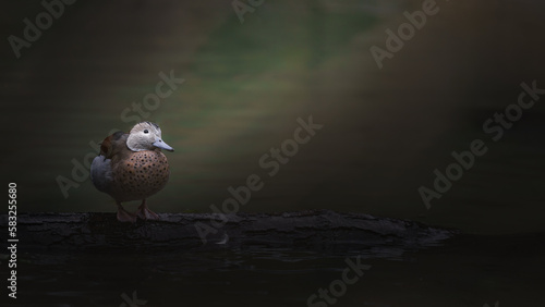 Ringed teal photo