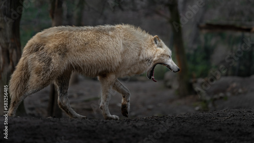 Fototapeta Naklejka Na Ścianę i Meble -  Arctic wolf