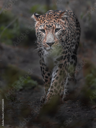 Persian leopard