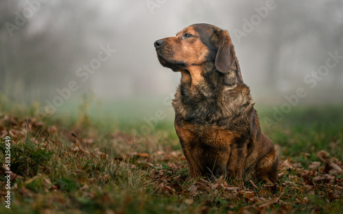 Alpine Dachsbracke