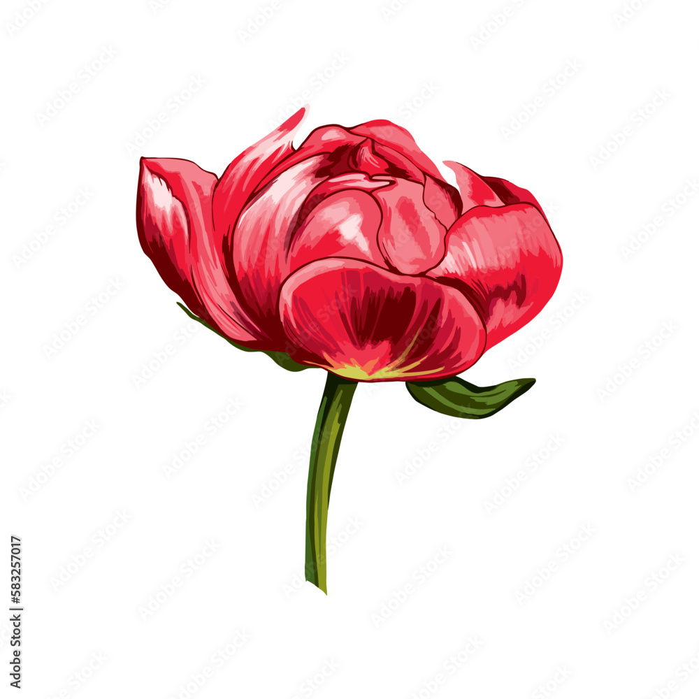 Red peony bud on white background. Vector Illustration.