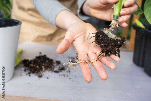 Fotografi The earthen lump of a home potted plant is entwined with roots, the plant has outgrown the pot