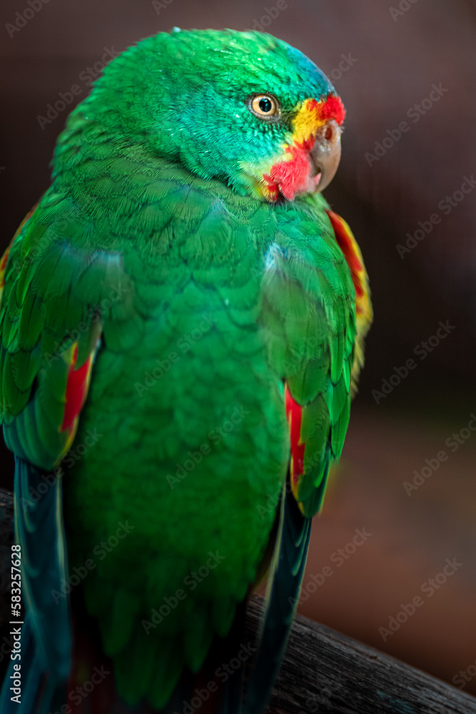 Swift parrot