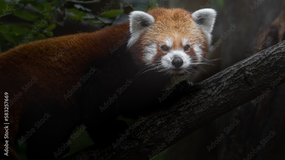 Red panda Red panda