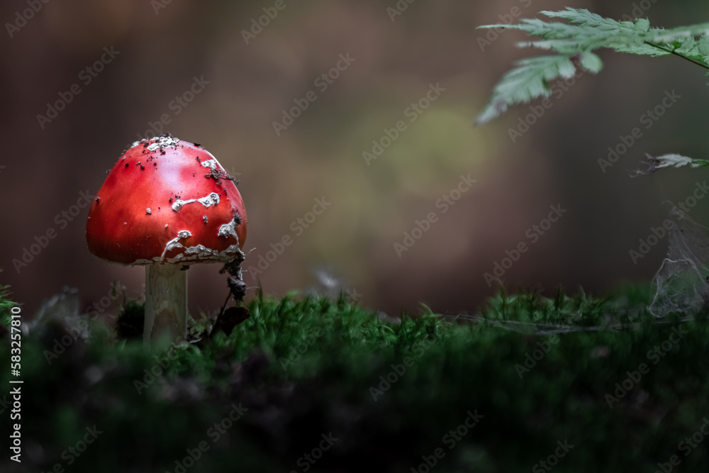 Muchomůrka červená (Amanita muscaria)