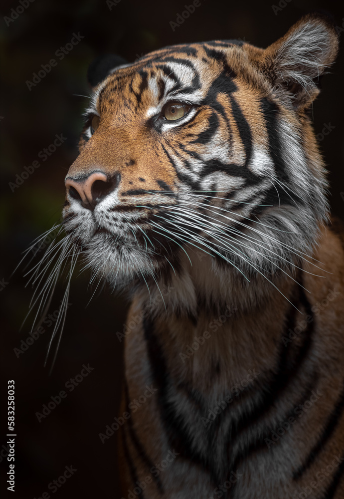 Sumatran tiger Sumatran tiger