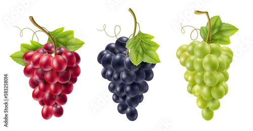 Realistic grape bunch. Isolated vines fruits on branches, different colors, varieties, green, black and red, alcoholic drinks raw materials, 3d isolated elements. Utter vector set