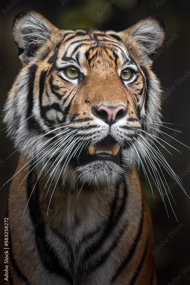 Fototapeta premium Sumatran tiger