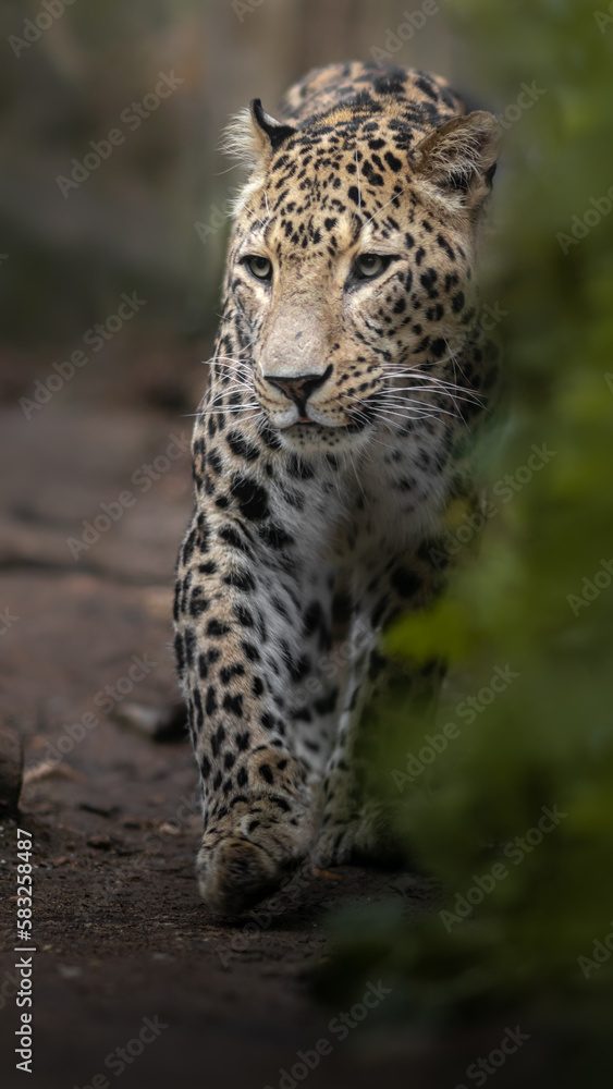 Persian leopard