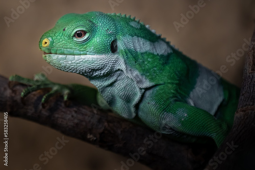 Fiji banded iguana