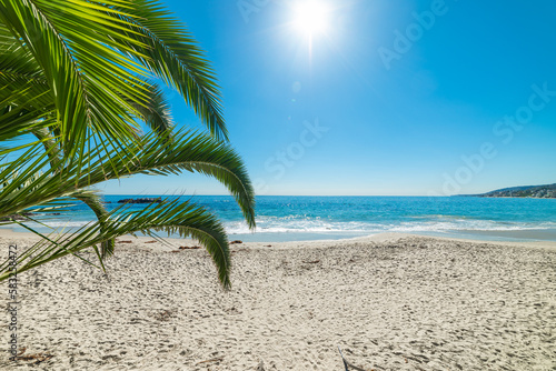 Palm trees by the sea in Laguna Beach on a sunny day