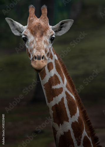 Reticulated giraffe © Josef