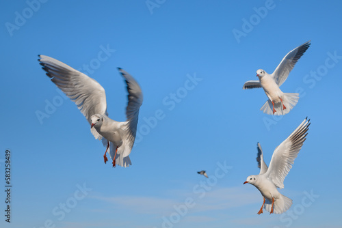 Seagulls flying near the sea  with the blue color of sky in the background