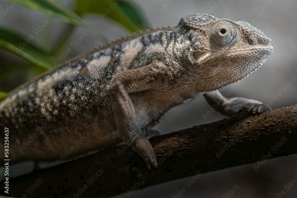 Fototapeta premium Panther chameleon