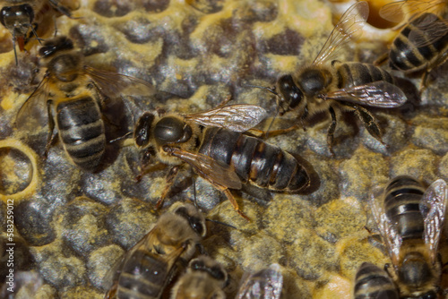 Abeja reina en la colmena