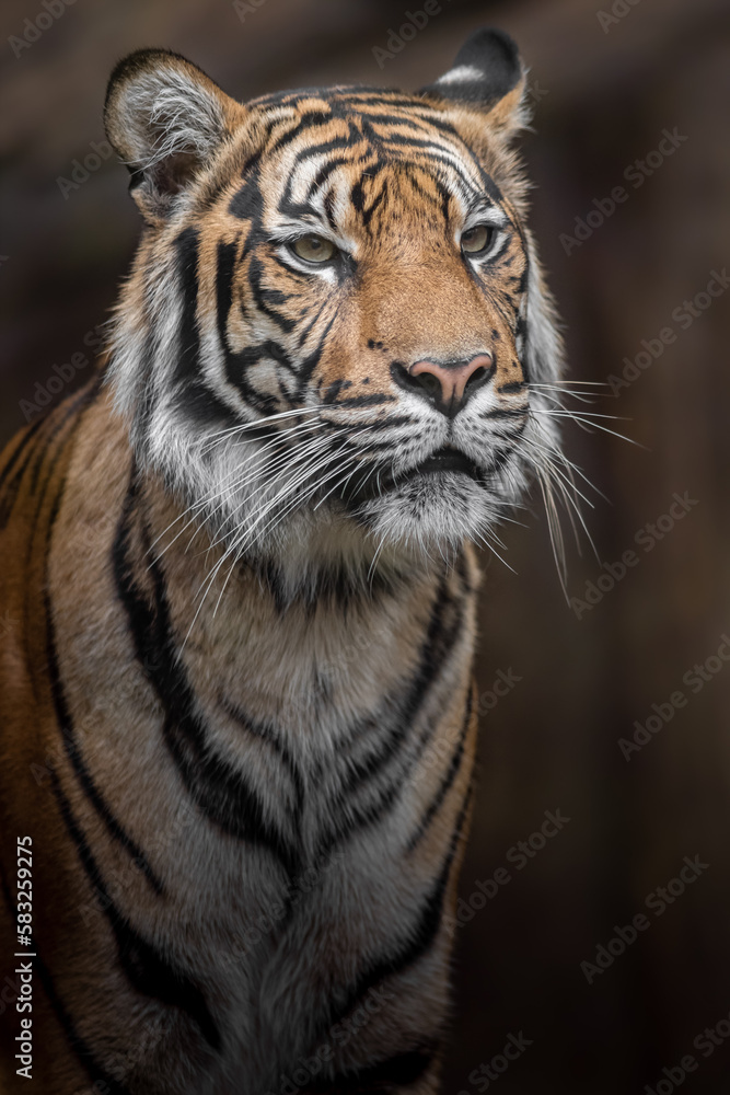 Fototapeta premium Sumatran tiger