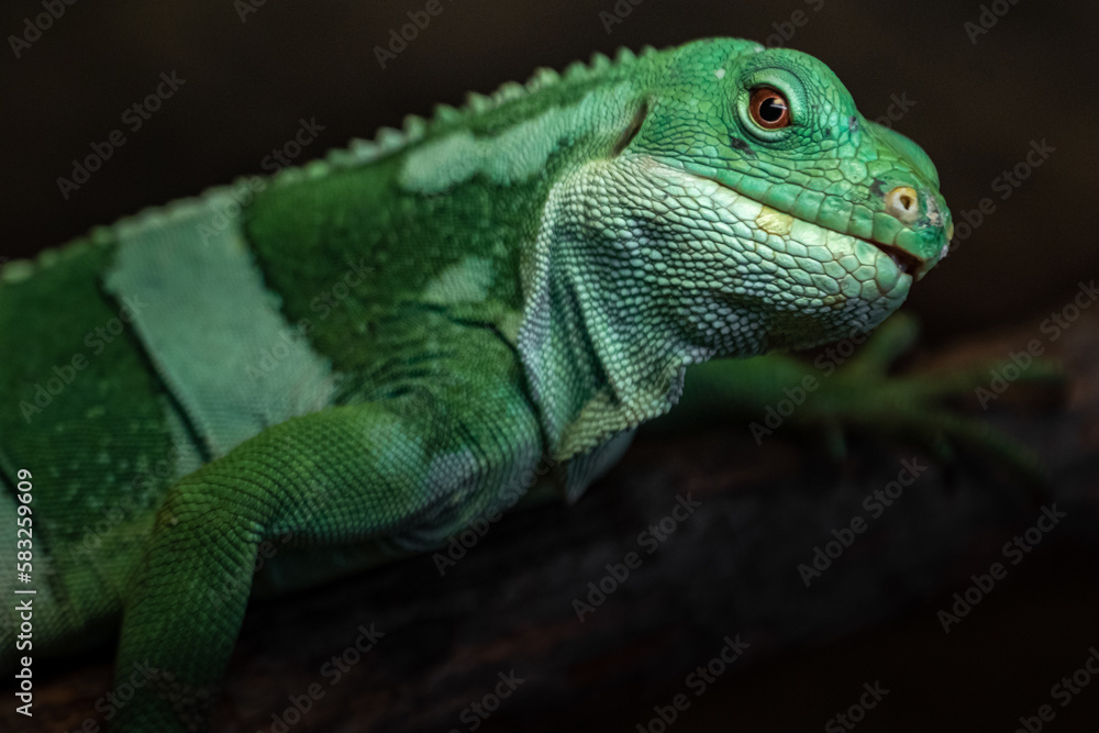 Fototapeta premium Fiji banded iguana