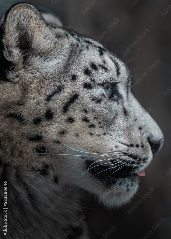Snow leopard (Irbis) Snow leopard (Irbis)