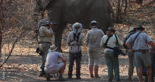 On safari in Africa: a group of photographers from behind, standing in front of a huge male elephant with long tusks. Safari walk in the wilderness, ManaPools UNESCO site, Zimbabwe.  photo